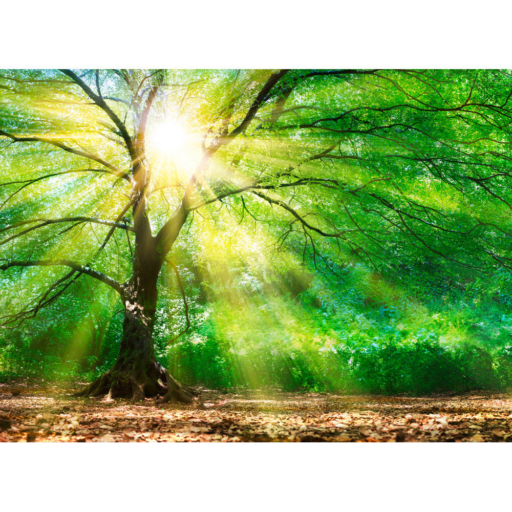 AS Creation Mural 118798 Forest Light